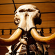 Illustration for article titled Scientists Could Soon Resurrect the Woolly Mammoth—but Should They?